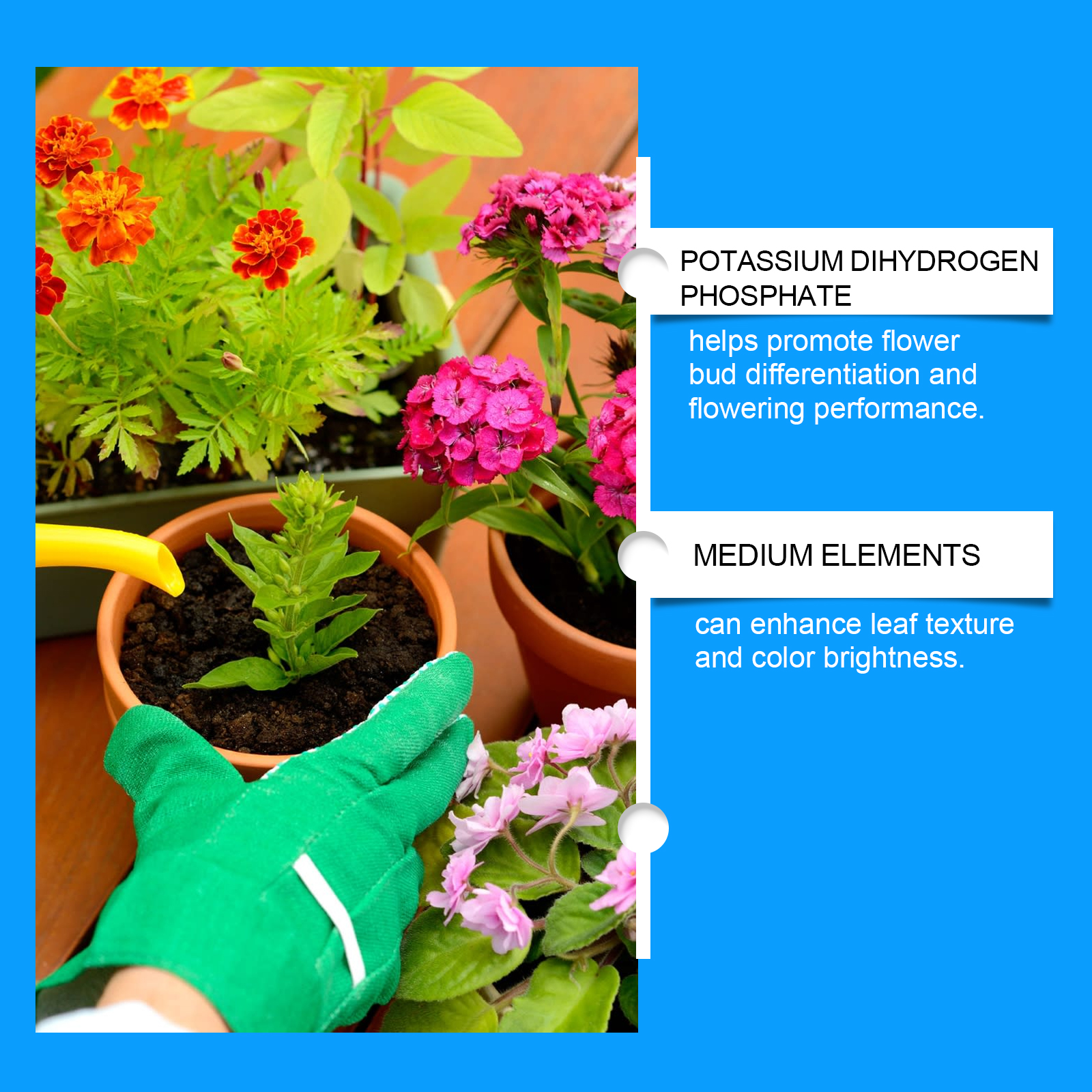 Flower Nutrient Solution Liqui - مراجعة Nutrition & Fitness Hub Photos وسعره